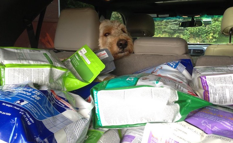 A dog looking at the back of a car filled with dog food