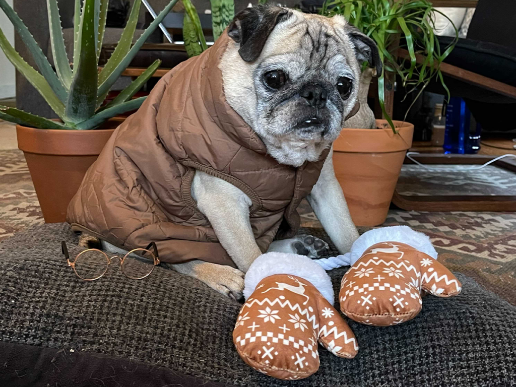 A pug with dog toys shaped like Bernie's Mittins