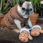 A pug with dog toys shaped like Bernie's Mittins